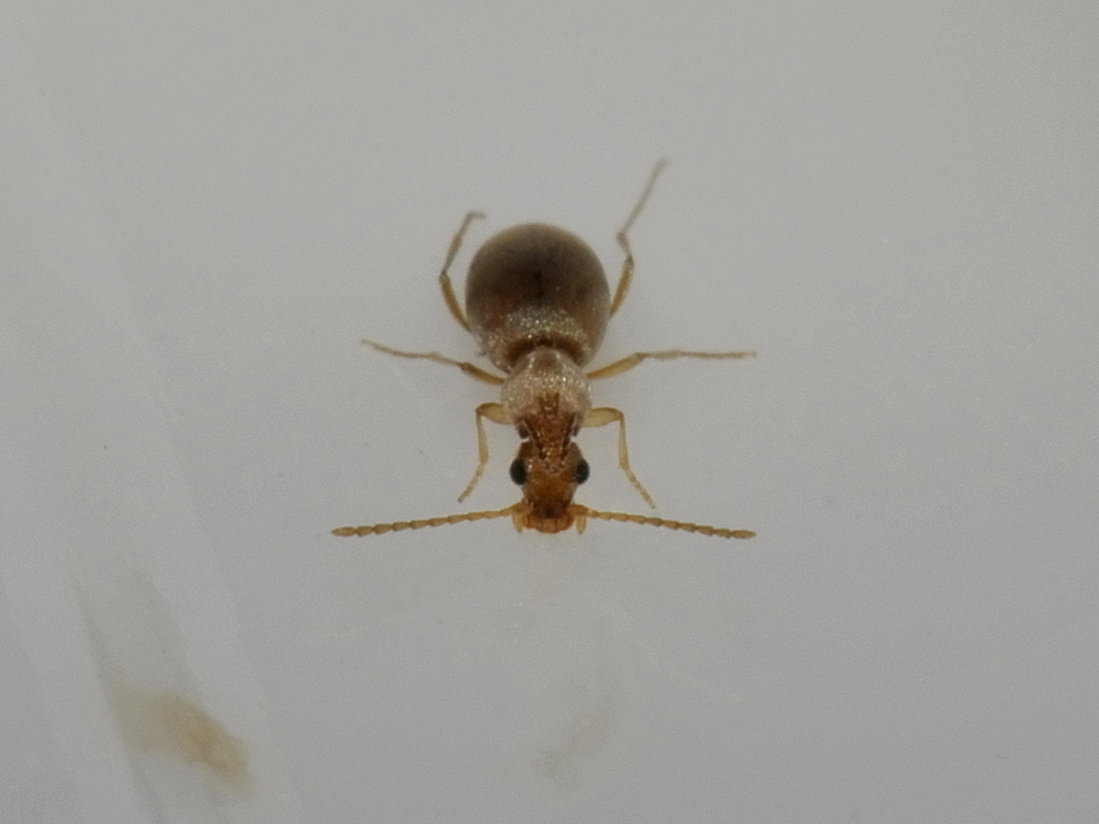 Mecynotarsus serricornis (Anthicidae)